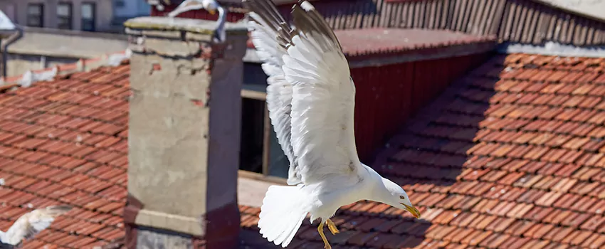 Residential Chimney Animal Removal Solution in Renton, WA
