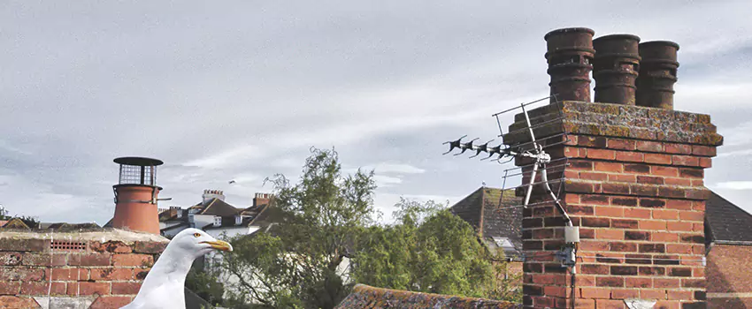 Chimney Cleaning And Restoration in Renton, Washington